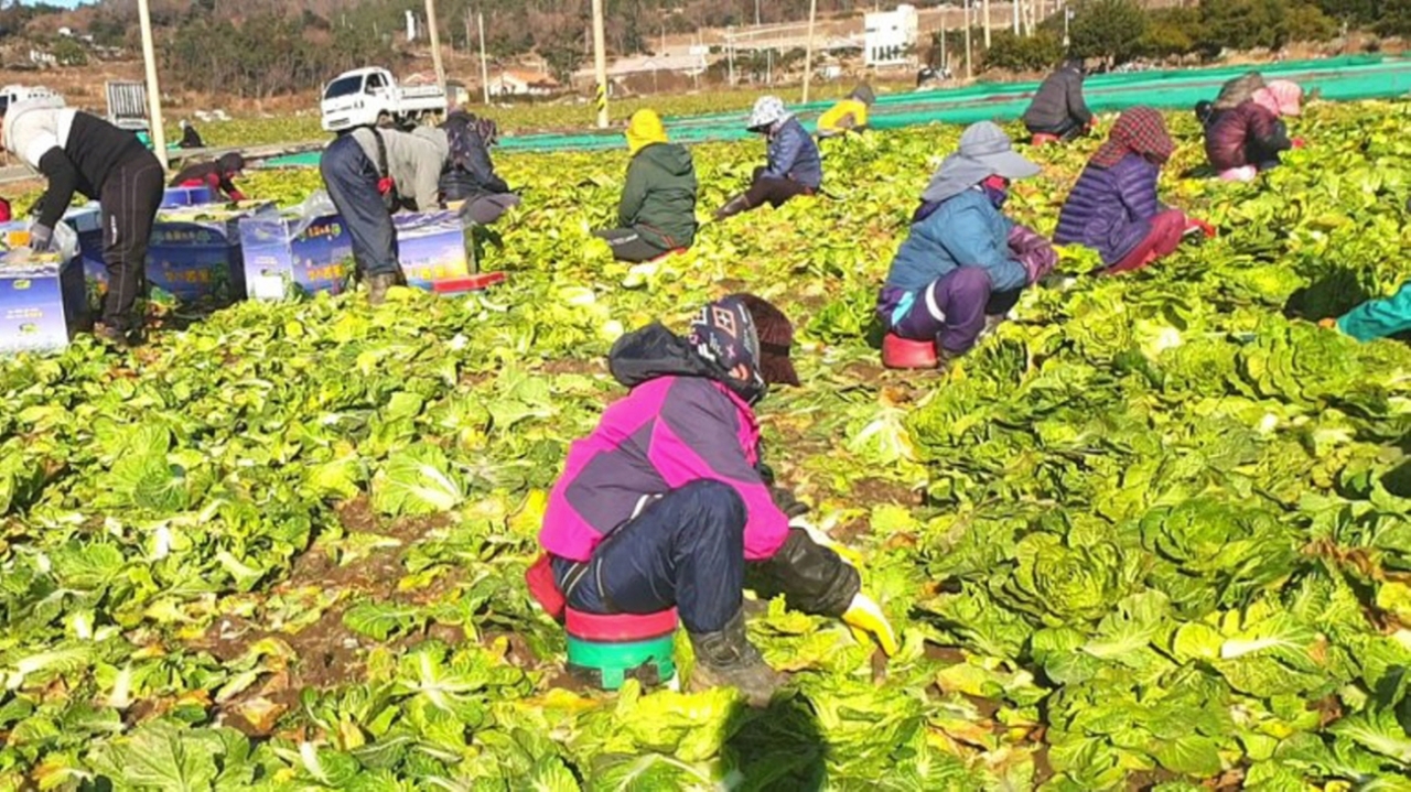 이제 농촌에서 외국 노동자 없으면 농사일도 불가능한 세상이 되고 있다. [사진=진도군청]