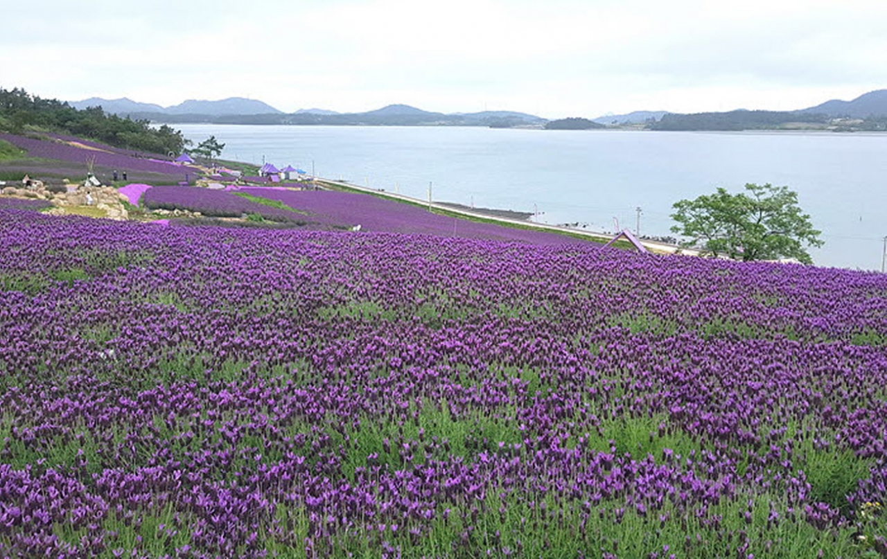 [포토] 신안 '퍼플섬 라벤더 꽃축제' 3만여 관광객 매료