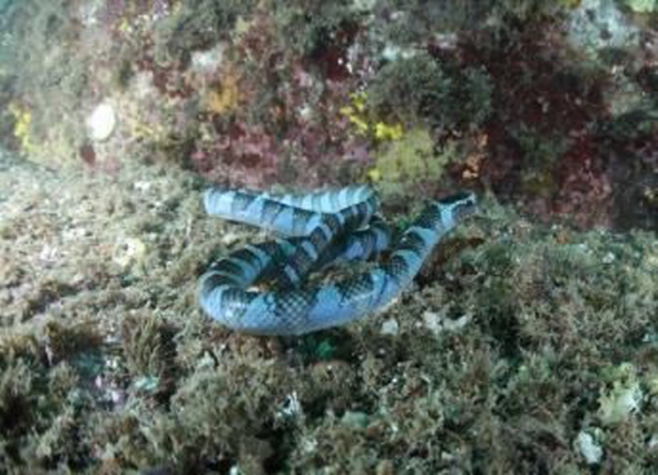 국립공원공단이 최근 발견한 넓은띠큰바다뱀 모습 [사진=국립공원공단]