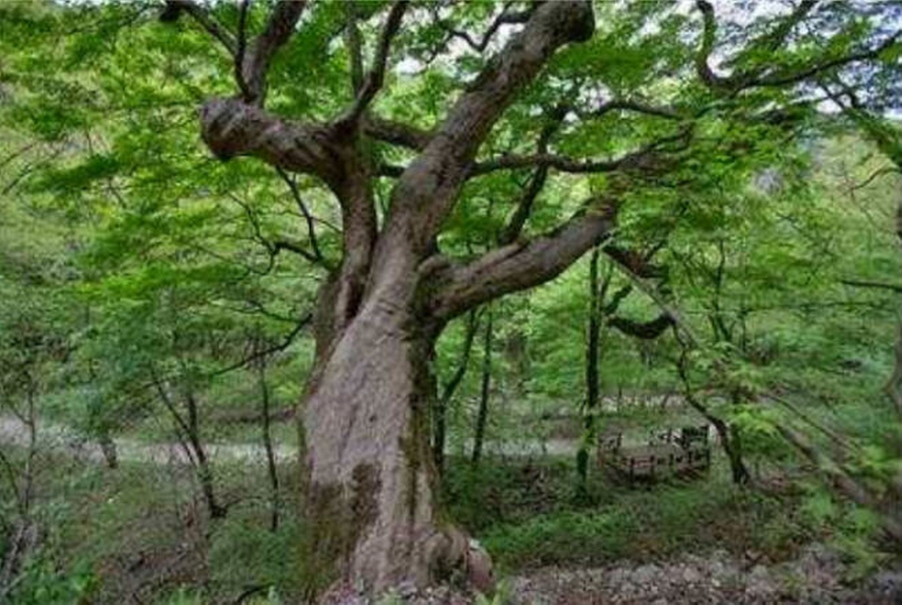 전북 정읍 내장산 단풍나무 [사진=문화재청]