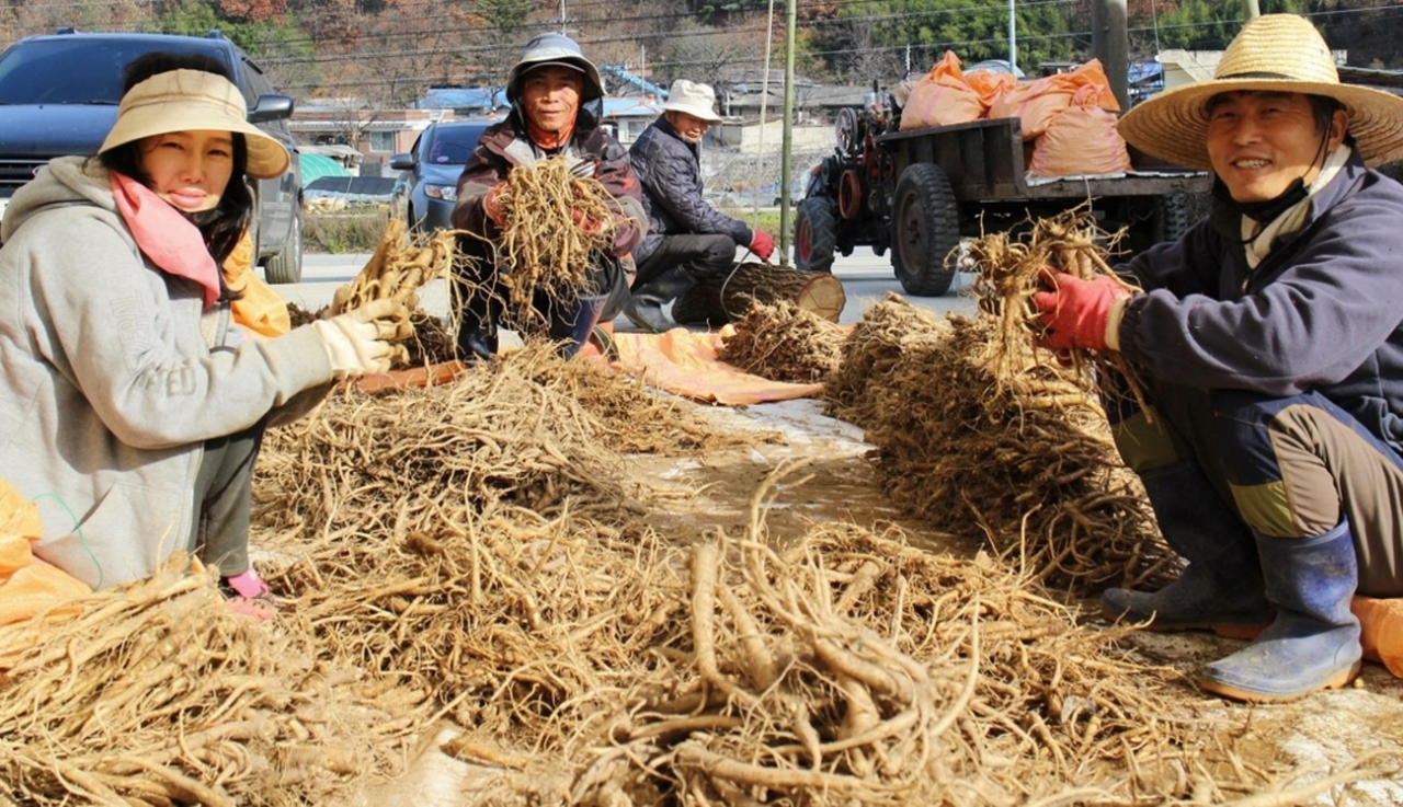 충북 영동군 황간면 일원에서 으뜸도라지를 수확하고 있다. [사진=영동군청]